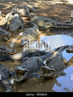 Gruppe von kubanischen Krokodile (crocodylus rhombifer). Bild in einem Naturpark in der Insel von Kuba genommen Stockfoto