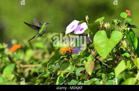 Flying kubanischen Emerald Kolibri (Chlorostilbon ricordii), Cienaga de Zapata, Kuba Stockfoto