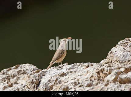 Canyon Wren Stolz auf die Schaltfläche fand er in Santa Elena Canyon im Big Bend National Park in Texas Stockfoto