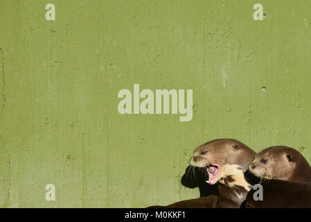 Madrid, Spanien. 22 Jan, 2018. Zwei riesenotter dargestellt in ihrem Gehege im Zoo Madrid. Credit: Jorge Sanz/Pacific Press/Alamy leben Nachrichten Stockfoto