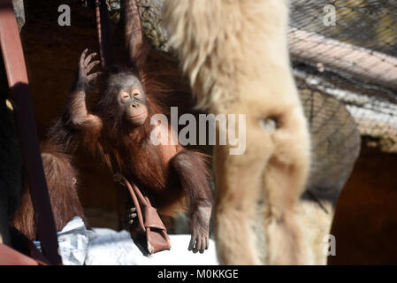 Madrid, Spanien. 22 Jan, 2018. Das baby orangutan Sabah dargestellt in ihr Gehäuse am Zoo Madrid. Credit: Jorge Sanz/Pacific Press/Alamy leben Nachrichten Stockfoto