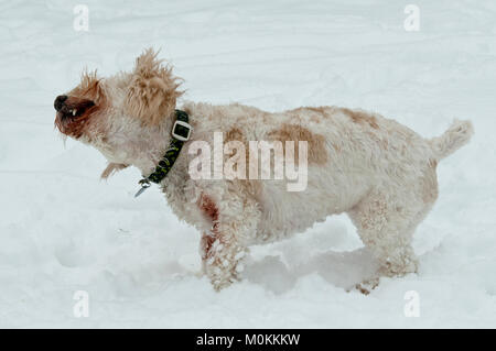 Cockapoo im Schnee Stockfoto