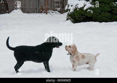 Schwarzes Labor und Cockapoo Spielen im Schnee. Stockfoto