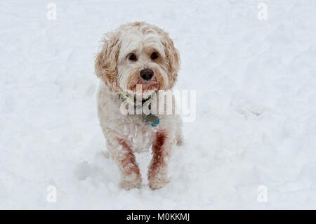 Cockapoo im Schnee Stockfoto