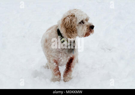 Cockapoo im Schnee Stockfoto