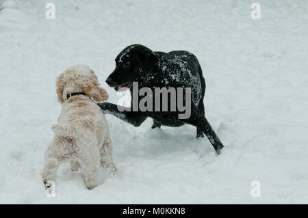 Schwarzer Labrador Retriever und Cockapoo playfighting im Schnee Stockfoto