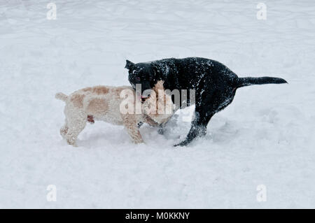 Schwarzer Labrador Retriever und Cockapoo playfighting im Schnee Stockfoto