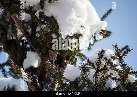 23. Januar 2018 Wasser fällt von Schnee auf die Fichte (Picea abies) Stockfoto