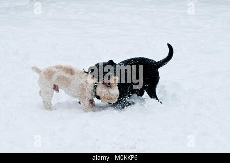 Schwarzer Labrador Retriever und Cockapoo playfighting im Schnee Stockfoto