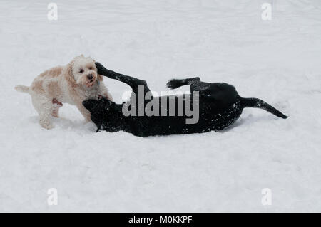 Schwarzer Labrador Retriever und Cockapoo playfighting im Schnee Stockfoto
