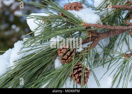 23 Jan 2018, Japan, japanische Red Pine Tree Ast mit Blätter und die Kegel (nadelbaum Kegel) am Morgen auf verschneiten Tag abgedeckt. Stockfoto