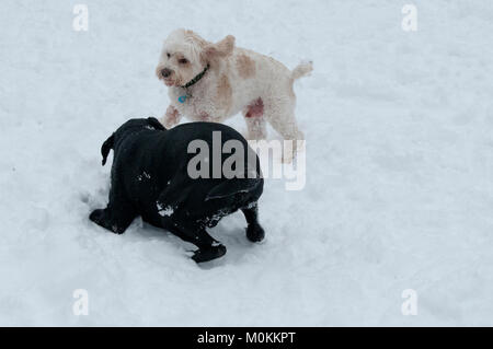 Schwarzer Labrador Retriever und Cockapoo playfighting im Schnee Stockfoto