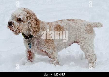 Cockapoo im Schnee Stockfoto