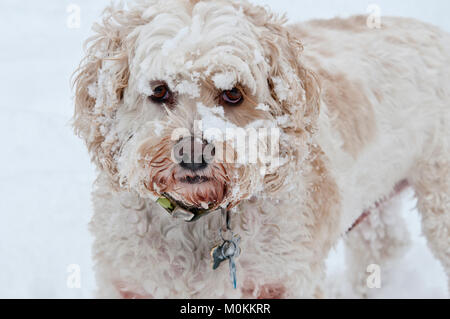 Cockapoo im Schnee Stockfoto