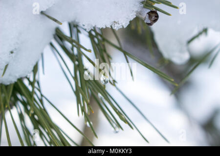 23. Januar 2018, Japan Pine Tree Blätter mit frisch weißem Pulverschnee in Japan abgedeckt Stockfoto