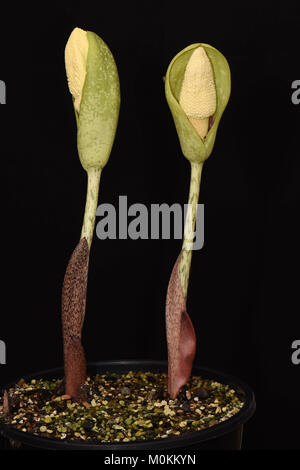 Amorphophallus dunnii. Aas Lily. Voodoo Lily. Leiche Lily. China Amorphophallus Stockfoto