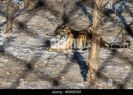 Tiger essen ein Huhn in der Sibirischen Tiger Park, Harbin, China Stockfoto