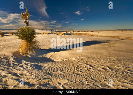 Soaptree Yuccas auf Gipsdünen bei Sonnenuntergang im White Sands National Park, New Mexico, USA Stockfoto