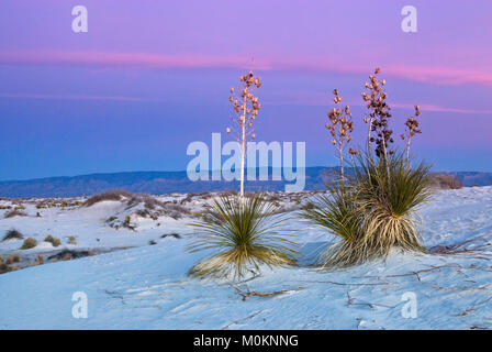 Soaptree Yuccas auf Gipsdünen bei Sonnenaufgang im White Sands National Park, New Mexico, USA Stockfoto