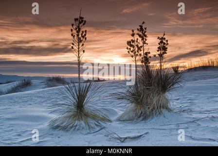 Soaptree Yuccas auf Gipsdünen bei Sonnenaufgang im White Sands National Park, New Mexico, USA Stockfoto