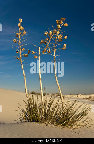 Soaptree Yuccas auf Gipsdünen bei Sonnenaufgang im White Sands National Park, New Mexico, USA Stockfoto