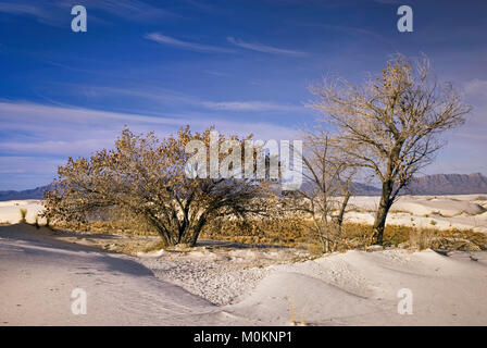 Cottonwood-Bäume auf Gipsdünen bei Sonnenaufgang im White Sands National Park, New Mexico, USA Stockfoto