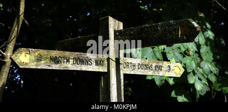 Denbies Wine Estate im Herbst in der Nähe von Dorking, Surrey, England, Großbritannien Stockfoto