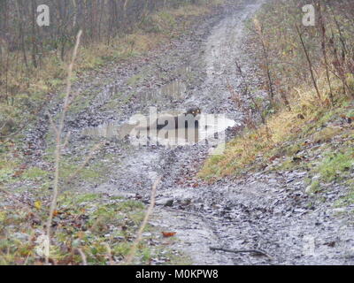 Chocolate Labrador Suhlen im Schlamm Pfütze Stockfoto