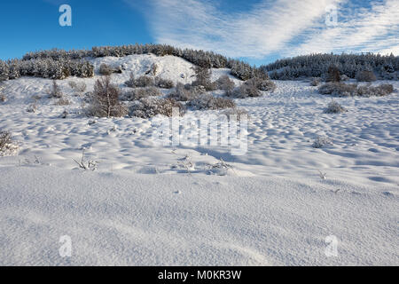 Wald im winter Stockfoto