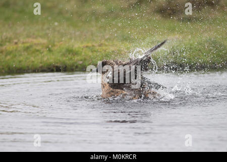 Great skua energisch Waschen in einem Pool, Spritzwasser. Apex vögel räuber. Nistplatz in der Shetland Inseln Stockfoto