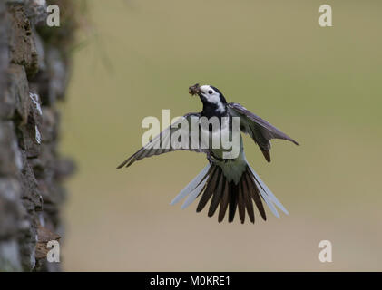 Pied Wagtail - Motacilla Alba, im Flug auf einen einfachen Hintergrund, der Fang fliegen Stockfoto