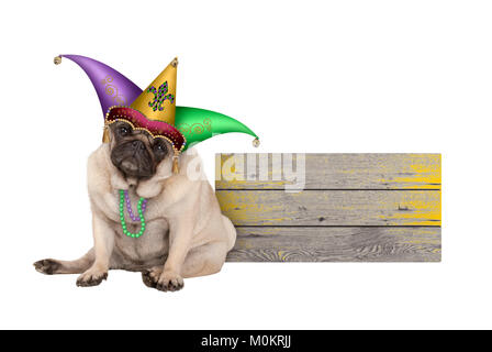 Cute Mardi gras Mops Welpe Hund sitzend mit Harlequin Hofnarr Hut, neben Holz- Board, auf weißem Hintergrund Stockfoto