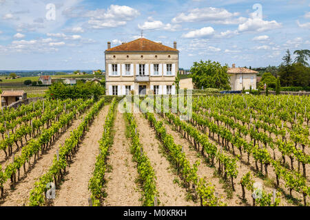 Blick auf großes Haus und Reihen von Reben wachsen in einem Weinberg, Saint-Emilion, eine französische Gemeinde im Département Orne in Nouvelle-Aquitaine Südwesten Frankreich Stockfoto