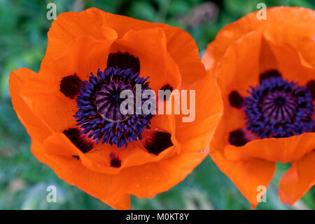 In der Nähe von orange rot Orientalischer Mohn (Papaver Orientale) Blumen im Frühling, Vancouver, British Columbia, Kanada Stockfoto