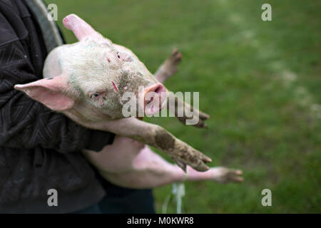 Ein Bauer trägt kleines Schwein zu schlachten Stockfoto