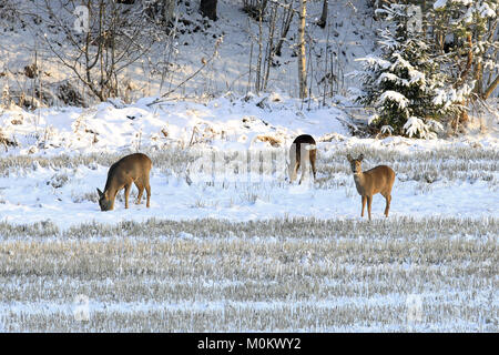 Drei Weißwedelhirsche Fütterung auf verschneiten Stoppeln Feld im Winter. Stockfoto