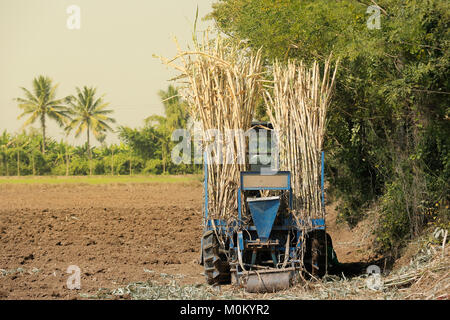 Maschine Zuckerrohr in tropischem Klima. Stockfoto