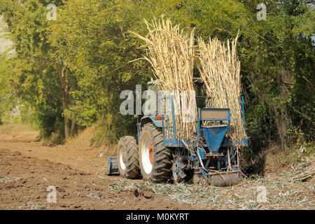 Maschine Zuckerrohr in tropischem Klima. Stockfoto