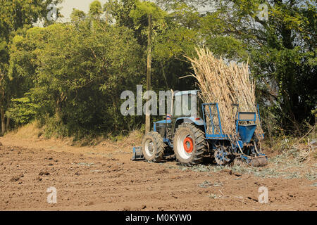 Maschine Zuckerrohr in tropischem Klima. Stockfoto