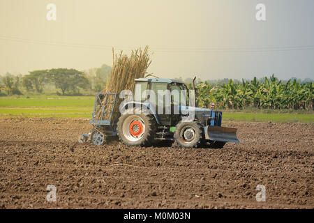 Maschine Zuckerrohr in tropischem Klima. Stockfoto
