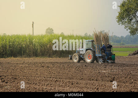 Maschine Zuckerrohr in tropischem Klima. Stockfoto