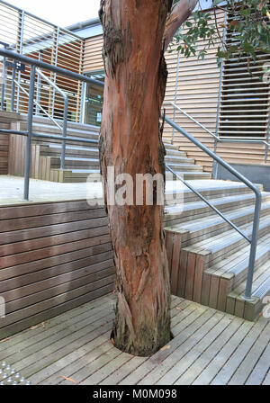 Timber decking um Baum geschnitten Stockfoto