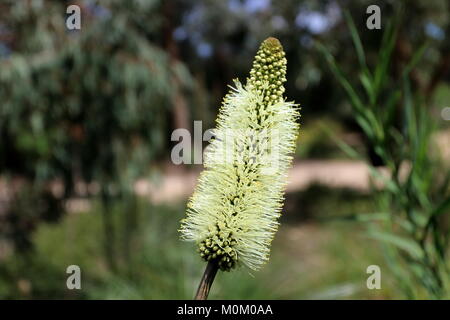 Nahaufnahme von Xanthorrhoea macronema oder als Bottlebrush Gras Baum Blumen bekannt Stockfoto