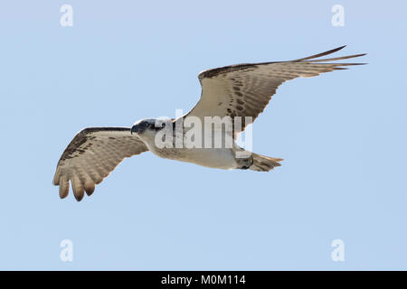 Eine östliche Fischadler (Pandion cristatus) im Flug über Verbrennungen Strand, Perth, Western Australia Stockfoto