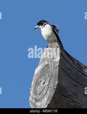 Ein graues Butcherbird (Cracticus torquatus) auf einem in einem lokalen Park in einem Vorort von Perth, Western Australia anmelden Stockfoto