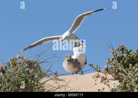 Ein Crested Tern (Thalasseus bergii) mit Küken und hinter einer Marodierenden silberne Möwe (Chroicocephalus novaehollandiae), Penguin Island, W. Australien Stockfoto