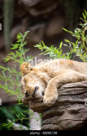 Müde Löwin Schlafen auf Rock, Südafrika Stockfoto