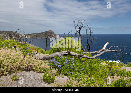 Die Küstenlandschaft rund um die Blowholes, Albany, Western Australia Stockfoto