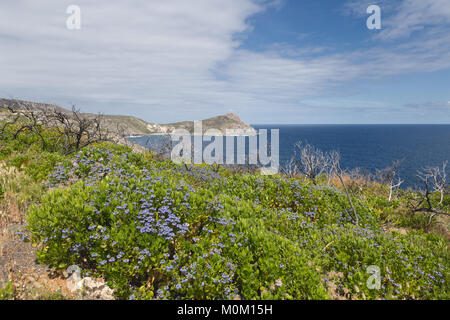 Die Küstenlandschaft rund um die Blowholes, Albany, Western Australia Stockfoto