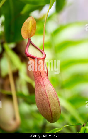 Nahaufnahme der tropischen Kannenpflanze in Garten, Nepenthes. Stockfoto